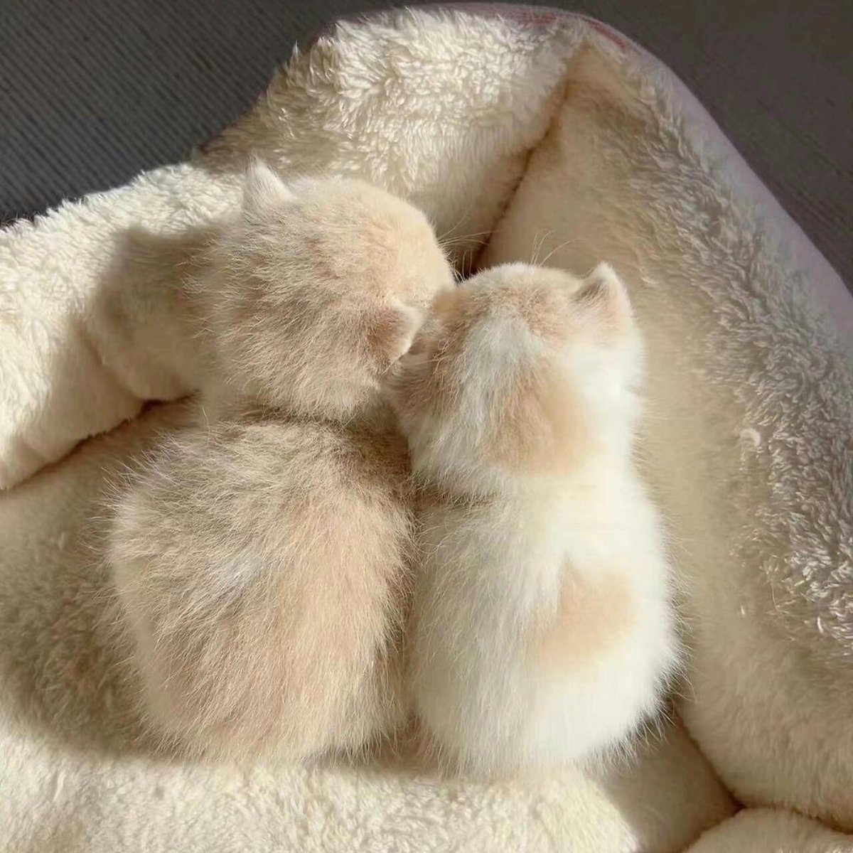 cutest cats (@cutestscats) on Twitter photo 
