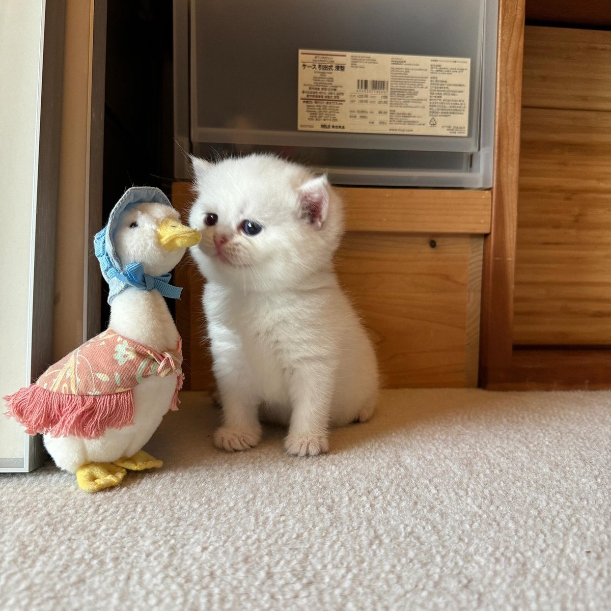 cutestscats's tweet image. 