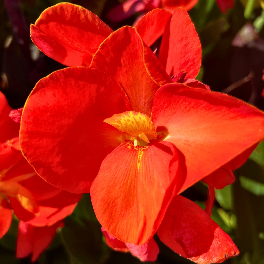 GardenStateBulb's tweet photo. Canna Lilies are one of summer's most unique and delightful flowers 🌺 If you've never planted any, this is your sign to buy some up to 50% off in-stores now! 
.
#GardenStateBulb #CannaLilies #CannaLily #Lilies #Lily #Garden #Gardening #Flowers #Summer https://t.co/vM71h4CPjz