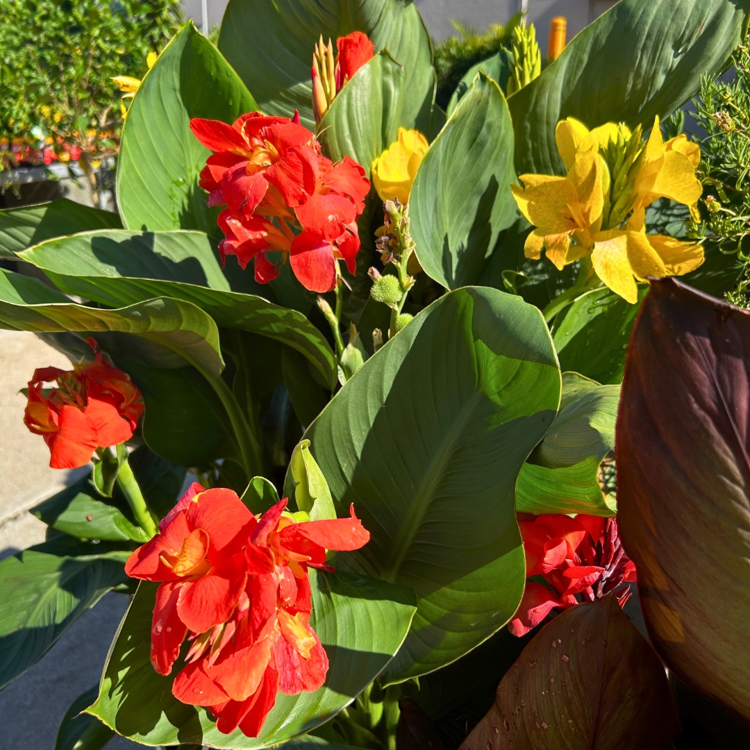 GardenStateBulb's tweet photo. Canna Lilies are one of summer's most unique and delightful flowers 🌺 If you've never planted any, this is your sign to buy some up to 50% off in-stores now! 
.
#GardenStateBulb #CannaLilies #CannaLily #Lilies #Lily #Garden #Gardening #Flowers #Summer https://t.co/vM71h4CPjz