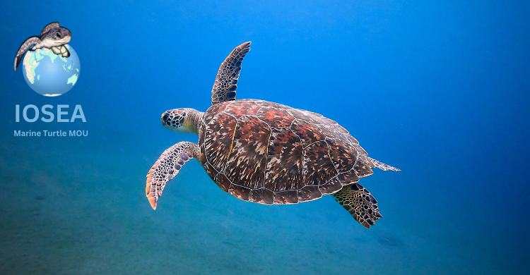 📢Press Release: Actions to Strengthen Marine Turtle Conservation agreed at UN Meeting #IOSEAMOS9 in Tanzania

Governments &amp; experts met on pressing conservation issues for marine turtles in the Indian Ocean and South-East Asia region.

Learn more: cms.int/iosea-turtles/…