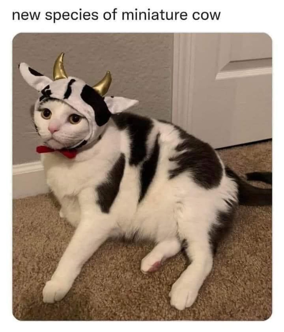 $CWIF cats tweet media