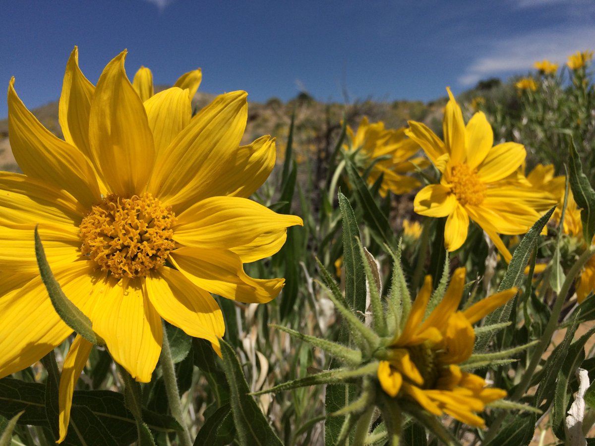BLMWyoming's tweet photo. Badlands Mule-Ears (Scabrethia scabra). This flower can be found in the rocky sandstone hills in the Wind River Basin, just east of Boysen Reservoir. #TrackTheBloom! Emma Freeland 📷 https://t.co/gSREQNOOa2