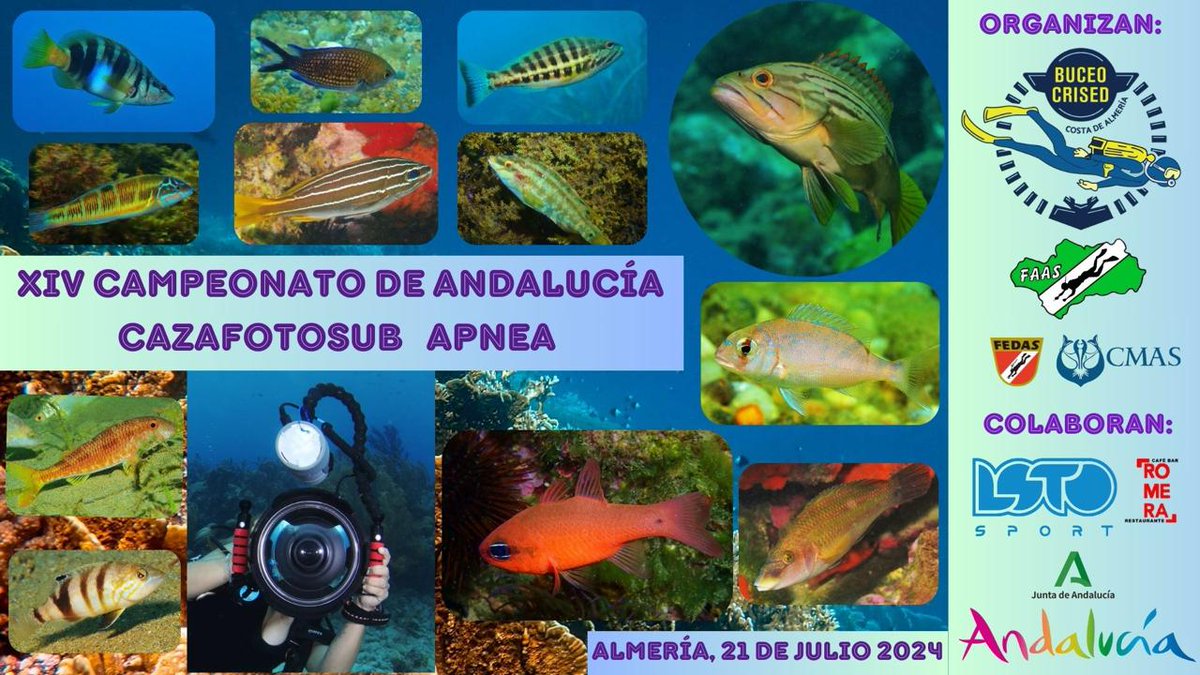 🔊 Campeonato de Andalucía de Cazafotosub Apnea 

📅 21 de julio 2024

📍 Almería

#ActividadesSubacuaticas #CazafotosubApnea #Cazafotosub #Cazafoto #CampeonatoDeAndalucia #Andalucia #Almeria #FAAS #FEDAS #CMAS
