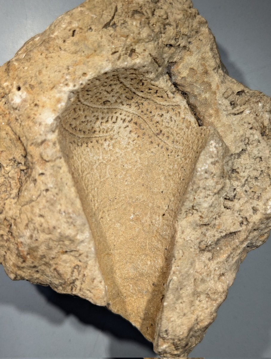 With #NAPC2024 in the books, I'm back in the collection on Thursdays. Today's find: the wonderfully weird Silurian diploporitan echinoderm Gomphocystites sp. (UMMP 76420).