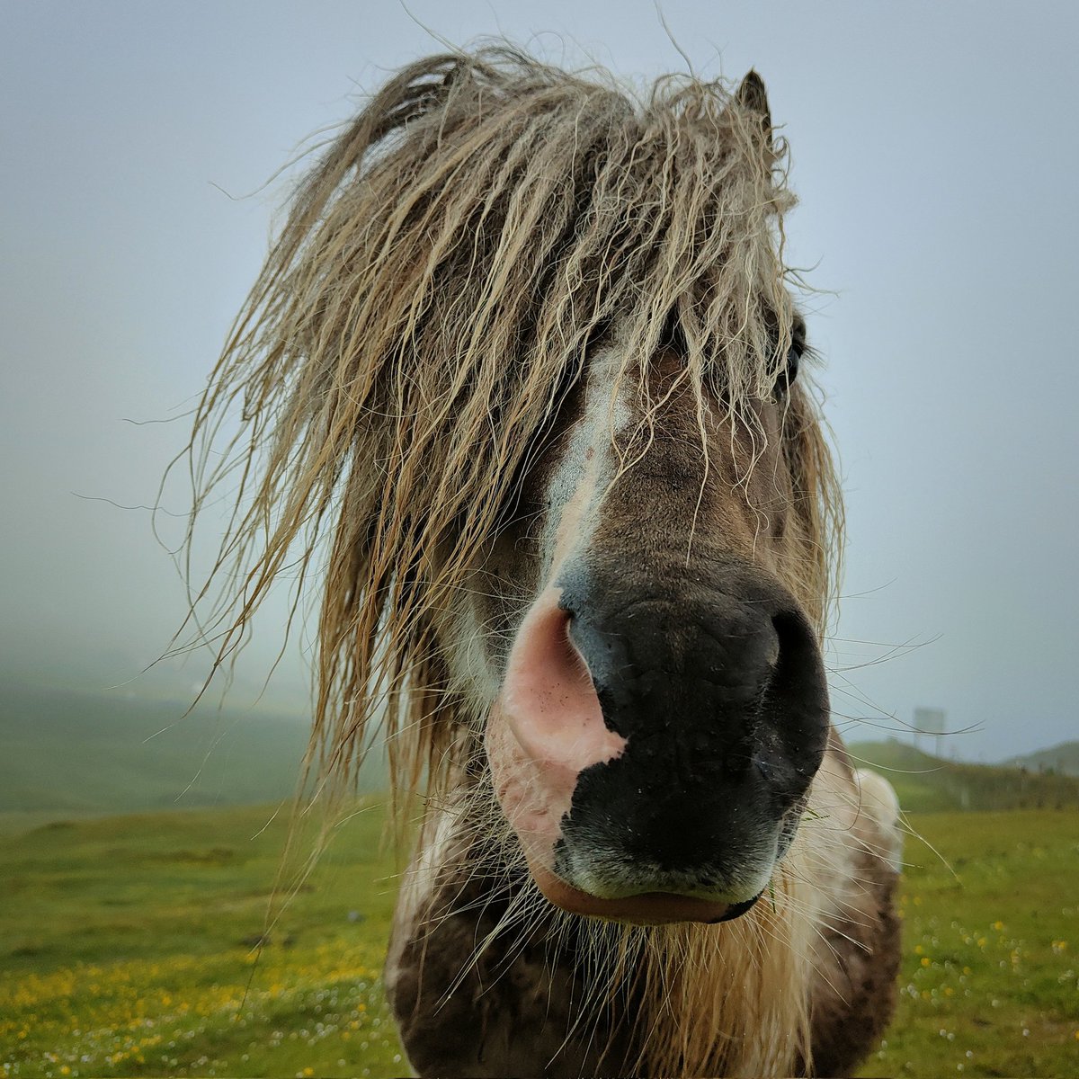 CatherineMMunro's tweet photo. What a beautiful nose #Shetland https://t.co/CBQh6wTv2p