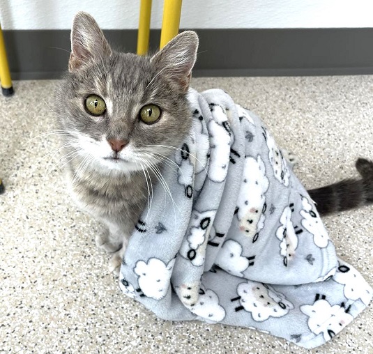 sachikoko's tweet photo. 👉🏽SUPER SENIOR ALERT🙏🏽PLZ SHARE
🦋ADORABLE 15YO #SENIOR GRAY #TABBY &amp; WHITE KITTY "ZOOM ZOOM"🦋
📣NEEDS A LOVING 🏘#FUREVERHOME🏘
▶https://t.co/A9koZl19Rh
🙏🏽#ADOPT #AdoptDontShop #AdoptMe
#NAPA, #CA #SaintHelena #NORCAL
@wecare_rescue #ForgottenSoulsHour #US #CATS https://t.co/TE98bRnY63