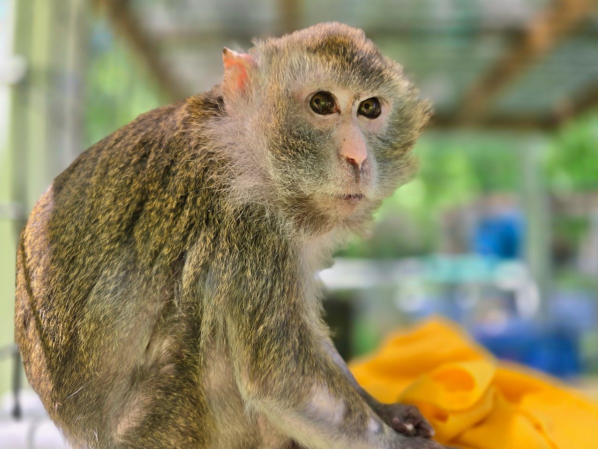 prim8rescue's tweet photo. Bubbles long-tailed macaque❤️
https://t.co/6WP5EK3RCO https://t.co/pipc1x3Lgs
