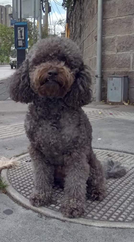 Gt502Mascotas's tweet photo. Yago, se extravió por el Área de zona 9 por Paiz Montufar o alrededor del parque de la industria. Cualquier información por favor, comunicarsec con su familia al  # 57222806 https://t.co/X6EYg9YNaR