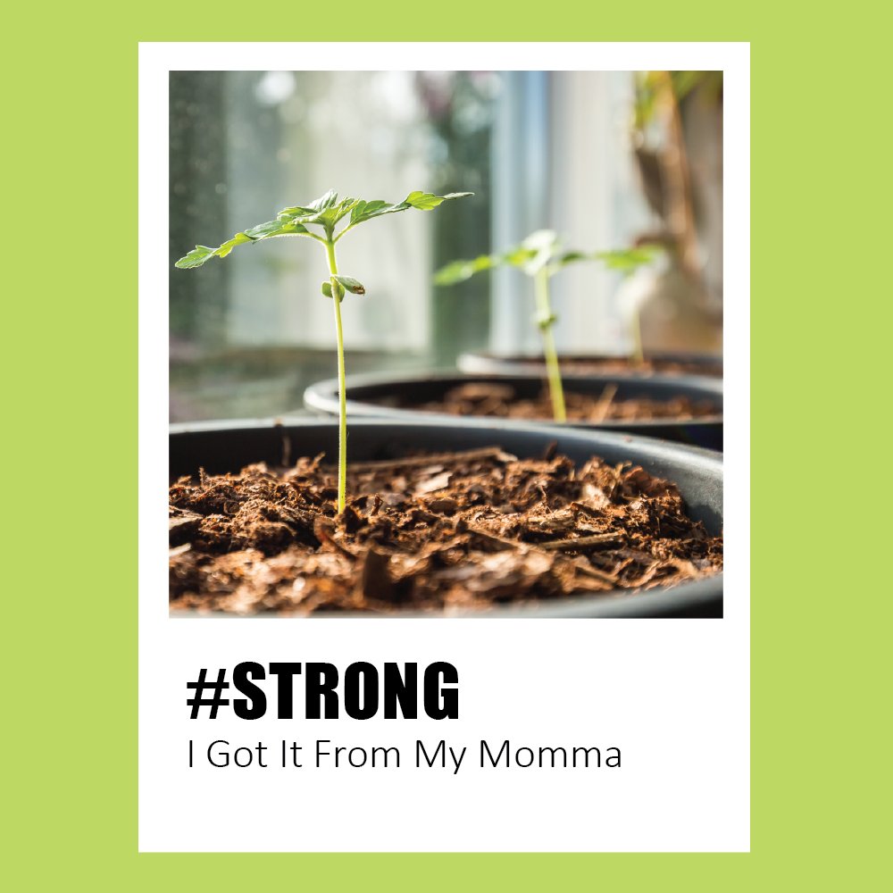 We love growing from seed.  Its amazing from start to finish!
Check out our How to Grow page for loads of growing tips 🌱

#seeds #grow #seedling #garden #strong #genetics