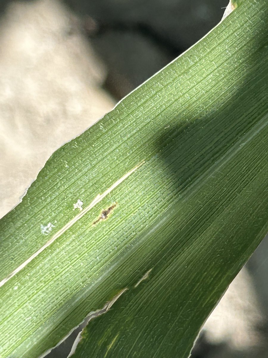 Scott Gard tweet media