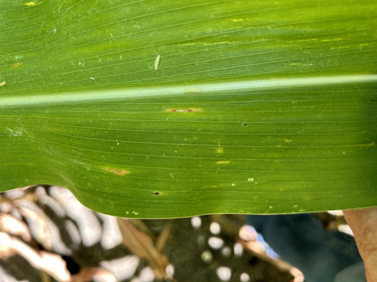 Scott Gard tweet media