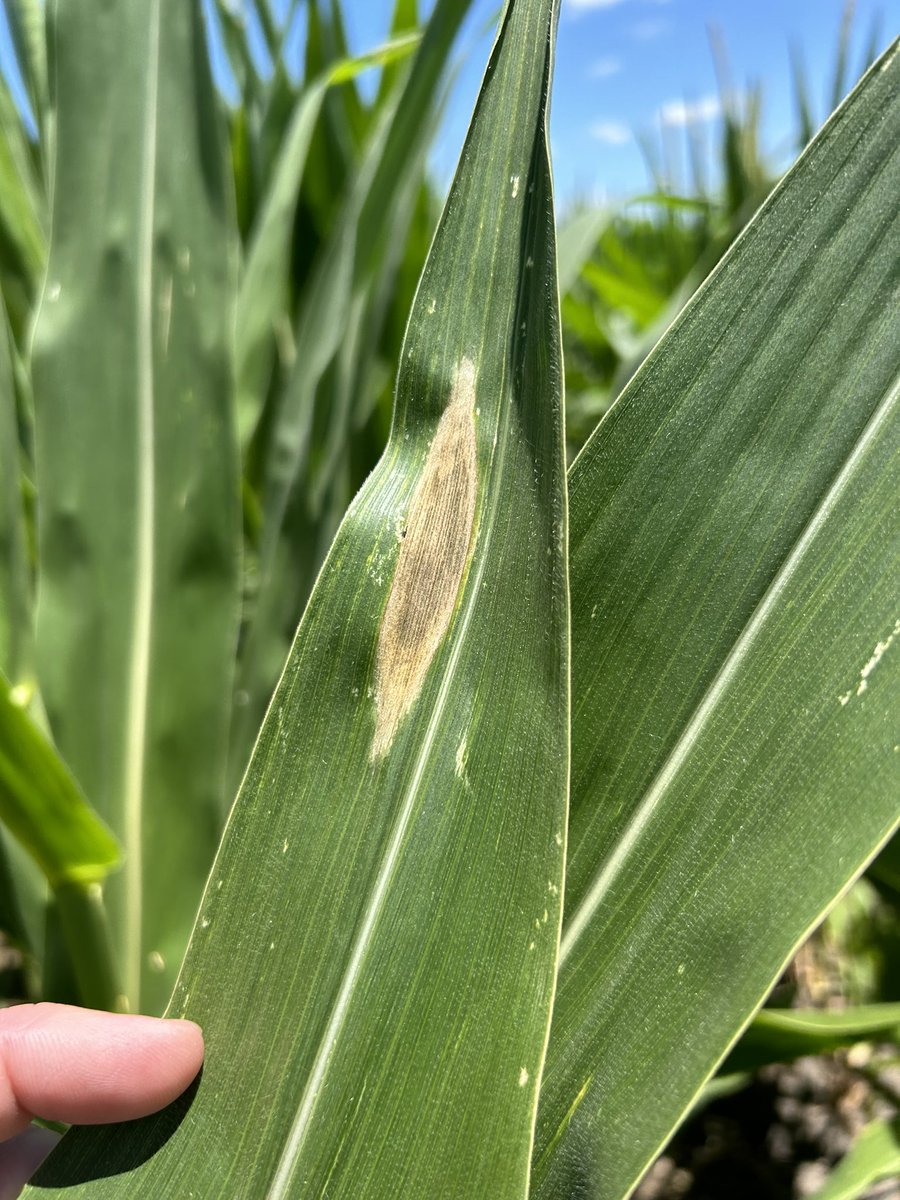 Scott Gard tweet media