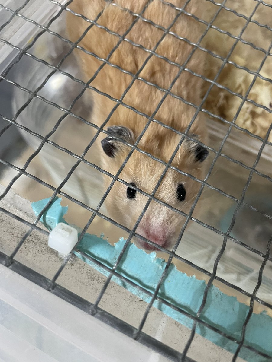 お、ガジガジするのか？
なんだかいつものクッキーじゃないみたい😯
シュッとしてるな

#キンクマハムスター
#クッキー
#痩せた？