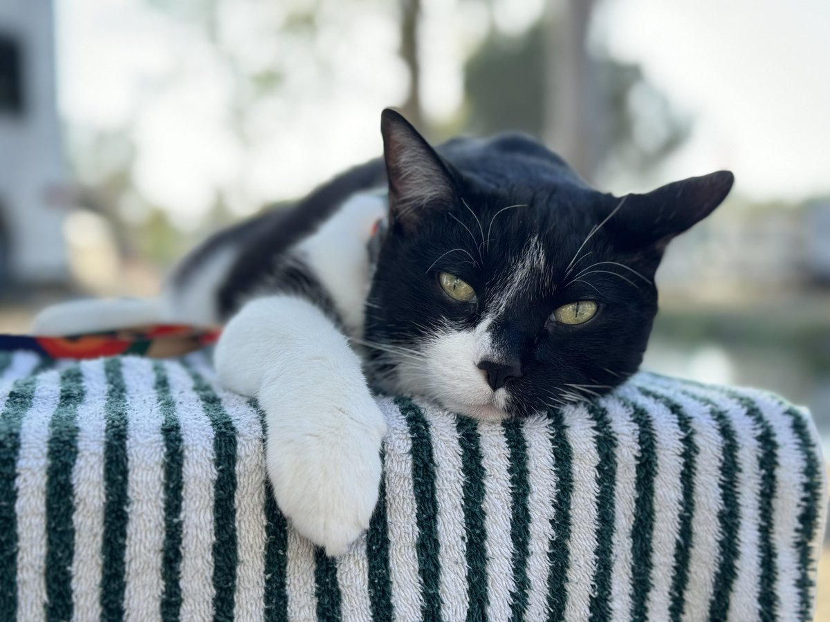 Rich Cruse (@richonown) on Twitter photo Afternoon outside with <a href="/TibstheCat/">Tibbles the Cat</a> ! #tuxedocat <a href="/CampingWorld/">Camping World</a> <a href="/ThousandTrails/">Thousand Trails</a> #rvlife Afternoon outside with <a href="/TibstheCat/">Tibbles the Cat</a> ! #tuxedocat <a href="/CampingWorld/">Camping World</a> <a href="/ThousandTrails/">Thousand Trails</a> #rvlife