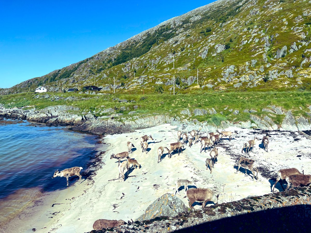 Solveigmusic's tweet photo. Made it to Vannøya (north of Tromsø). 
First day back in my native homeland, resting up before the summer tour starts Saturday. A welcome break from the Tennessee heat. https://t.co/eALvfBDmNX