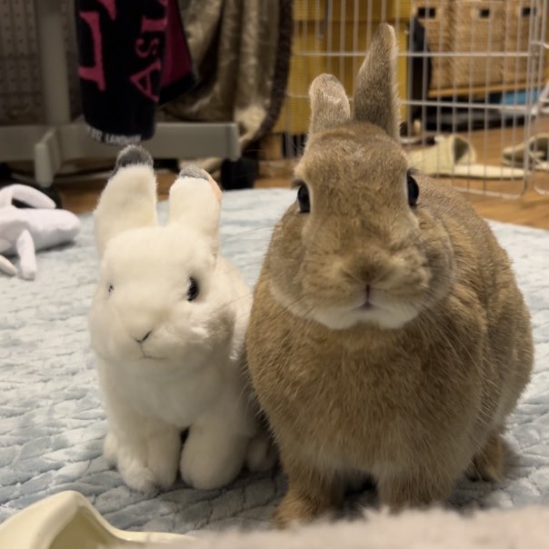 nmsk_iii's tweet photo. 上野の国立科学博物館で売っていた野うさぎのぬいぐるみ、さすが博物館のお土産でデフォルメしながらもフォルムや体の構造は忠実に再現されていました🐇
冬毛バージョンを買ったけどノーマルの方も買えばよかったなぁ〜
1.5kgのうさぎと並ぶとこんなサイズ感です
かはくはまたゆっくり行きたい！ https://t.co/SIr6dyDJHQ