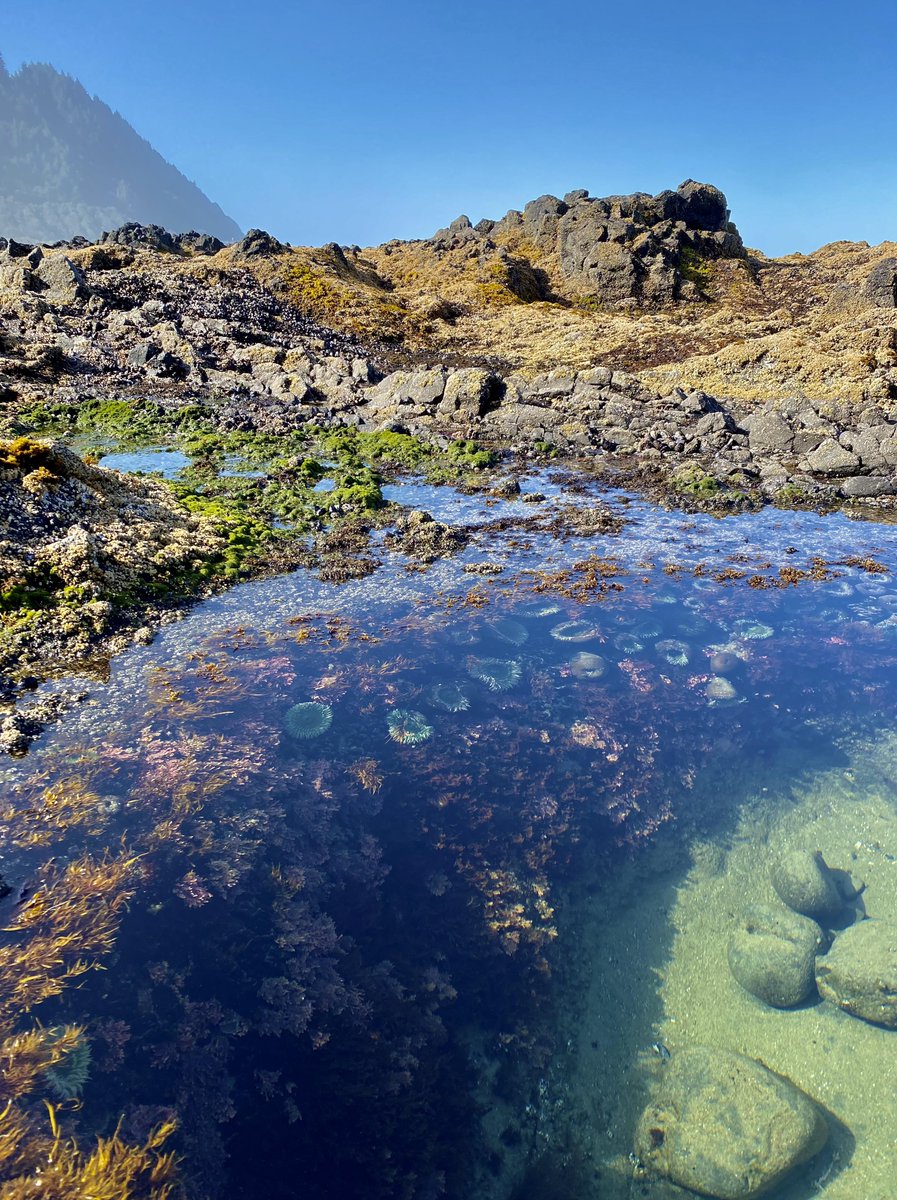 🔥Crystal clear tide pool on the coast of Oregon