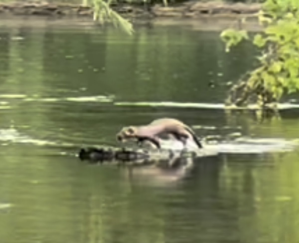 Patrick J. Lynch tweet media