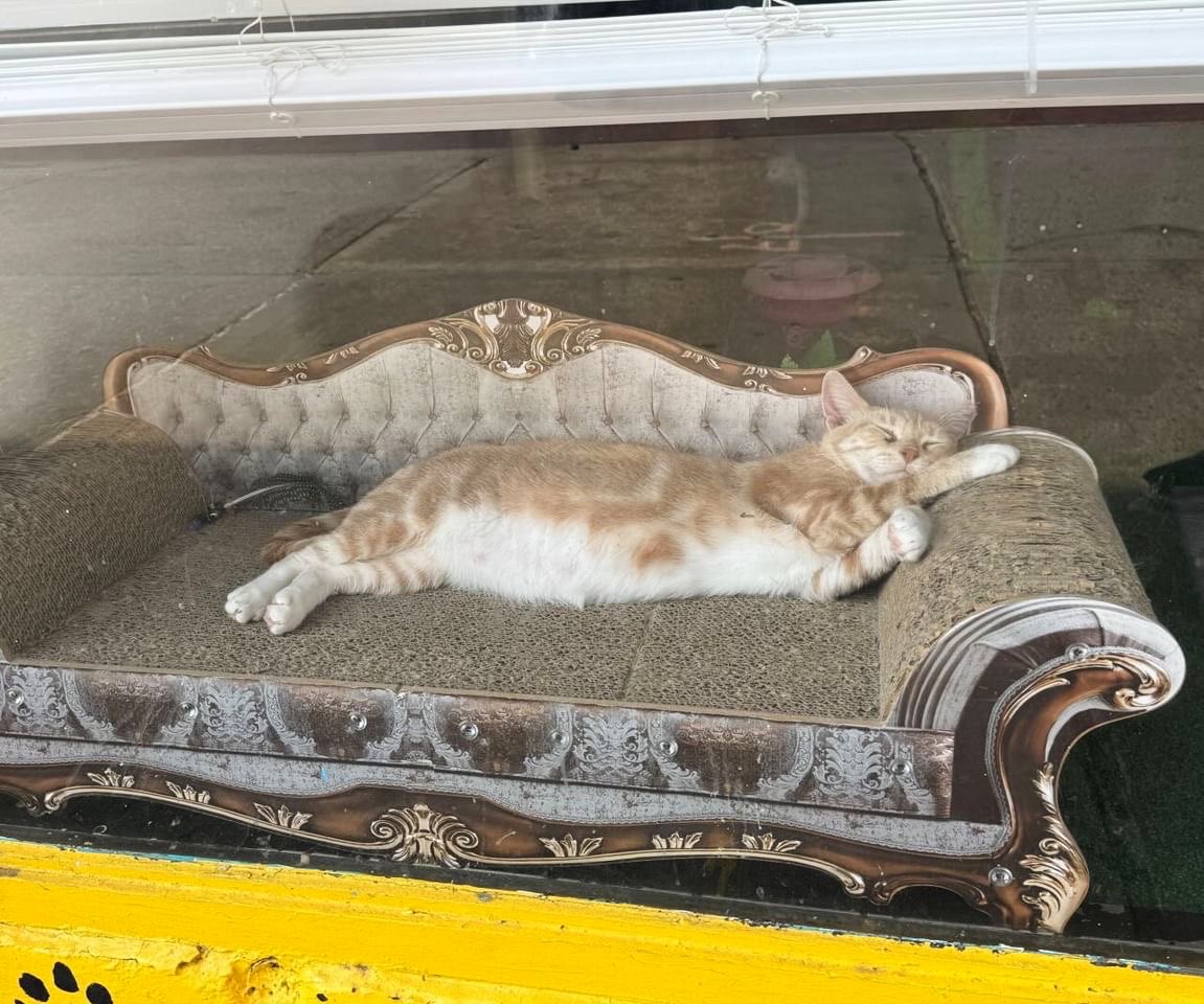 Bodegacats_'s tweet photo. https://t.co/sjPm7s1zoc