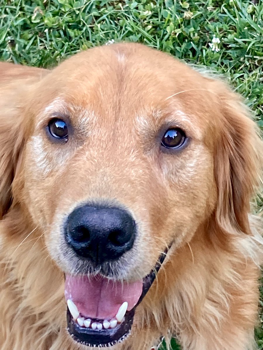 hibufu's tweet photo. Those eyes that speak without a sound! 😍🥰🐶 
Why are you getting so gray?! You’re momma’s baby ❤️ 
#perfect #smile https://t.co/EPJ96cZ7Jx