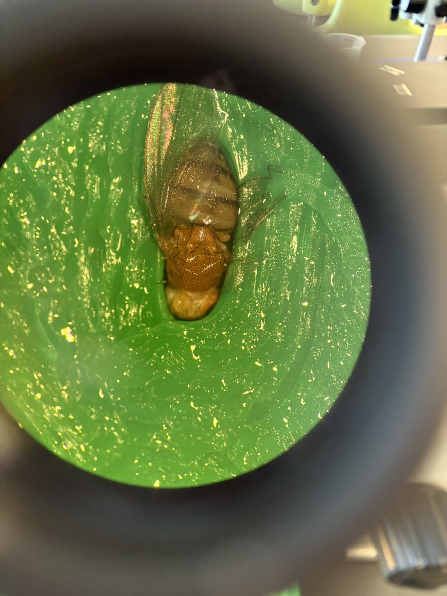 Audra Hawley tweet media