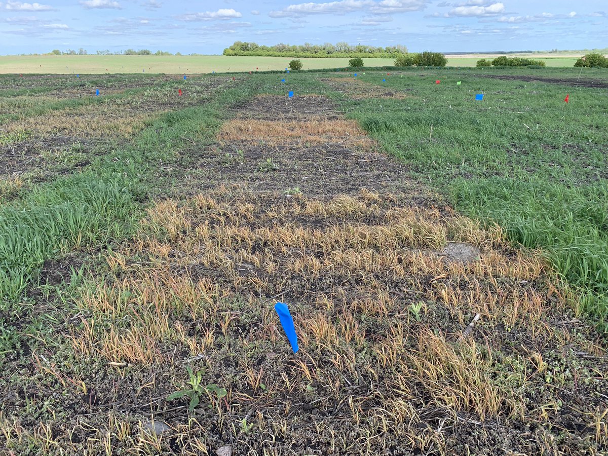 Troy Basaraba (@troybasaraba) on Twitter photo This is the fun time of the year at the <a href="/Bayer4CropsCA/">Crop Science Canada</a> MD Farm. Lots of learnings on crop protection products and agronomy for #TeamBayer. Maybe I’m an ag nerd 🤓but I love seeing herbicide concepts go nuclear 💥 on weeds This is the fun time of the year at the <a href="/Bayer4CropsCA/">Crop Science Canada</a> MD Farm. Lots of learnings on crop protection products and agronomy for #TeamBayer. Maybe I’m an ag nerd 🤓but I love seeing herbicide concepts go nuclear 💥 on weeds