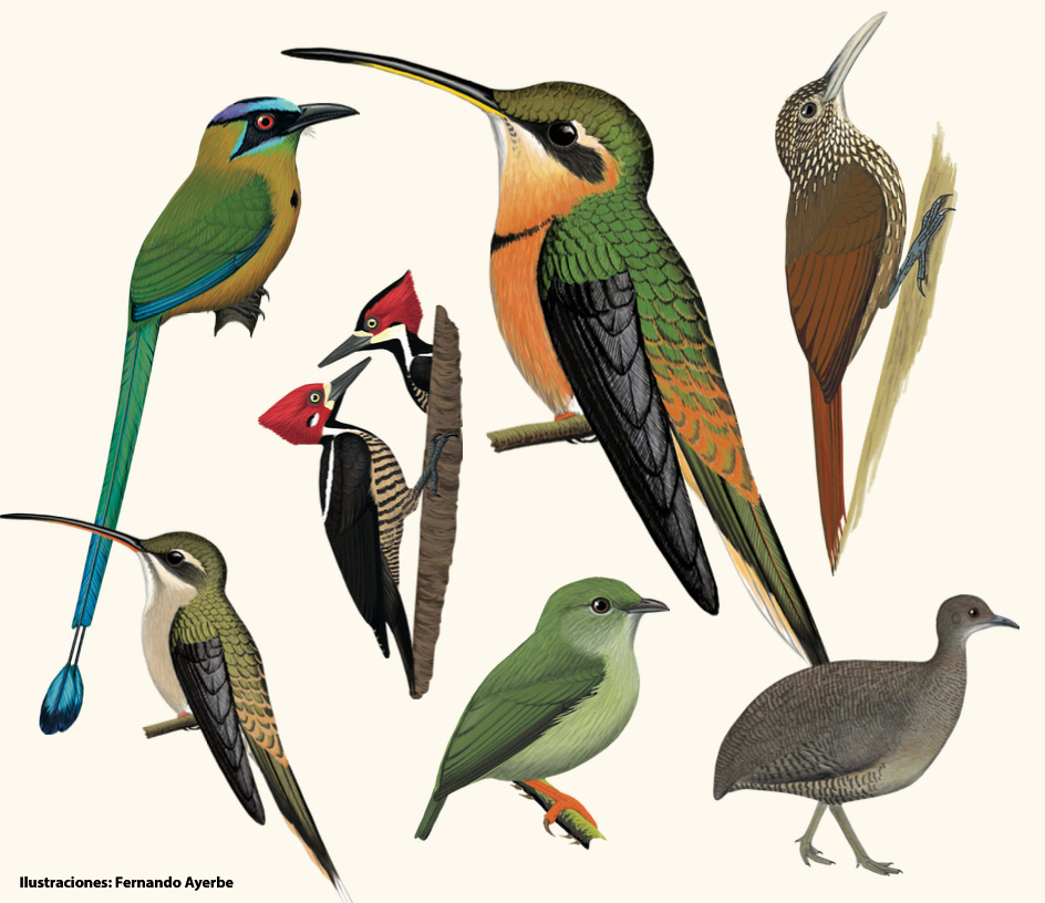 🦉🦜 ¿Cuáles son las especies que forman parte de las "Aves del Cacao de Conservación"?

Conócelas aquí 👉  tinyurl.com/4jmrjfhk 

#JuntosporlaVidaSilvestre 🦉