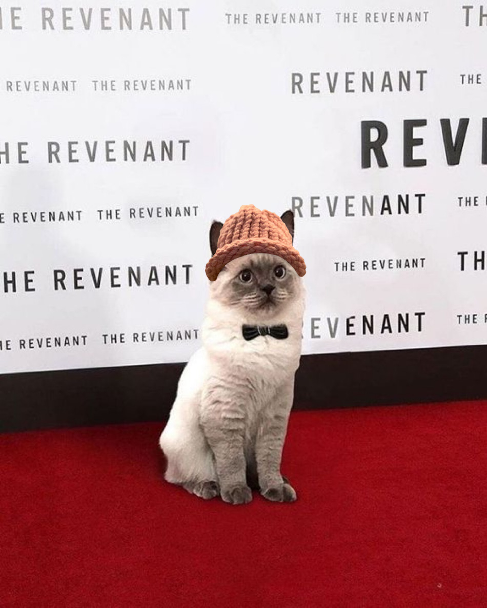 $CWIF cats tweet media