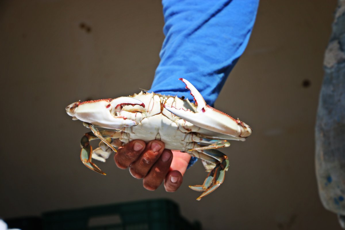 FishChoice tweet media