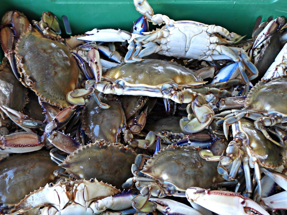 FishChoice tweet media