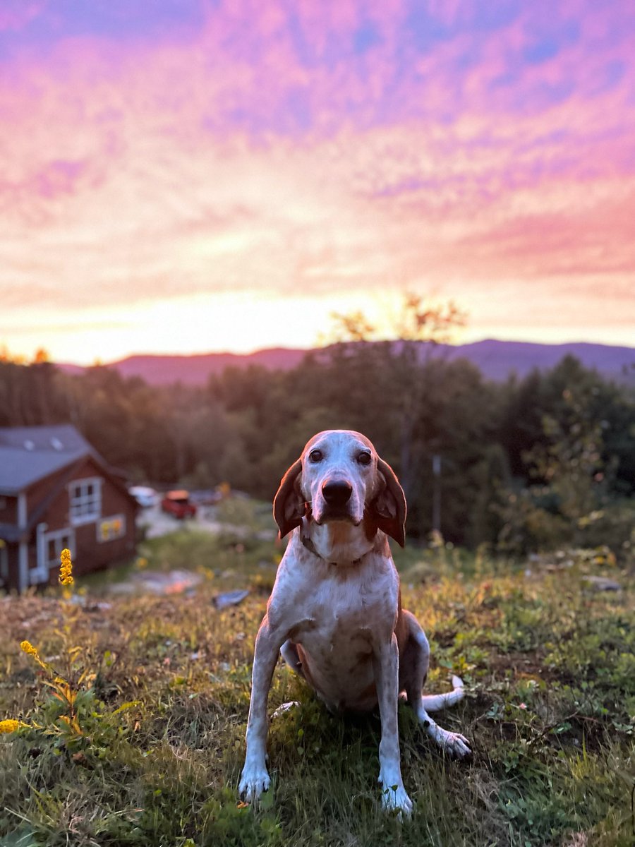 M_Fallisi's tweet image. We said goodbye to our Baylee yesterday after 13 years. Your plate of food was never safe around her, and she once was brought back home in the back of a police cruiser after wondering off…but she was an awesome dog, loyal, and always up for an adventure She’ll be missed ❤️