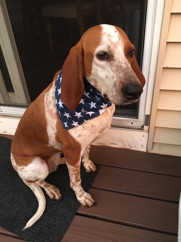 M_Fallisi's tweet image. We said goodbye to our Baylee yesterday after 13 years. Your plate of food was never safe around her, and she once was brought back home in the back of a police cruiser after wondering off…but she was an awesome dog, loyal, and always up for an adventure She’ll be missed ❤️