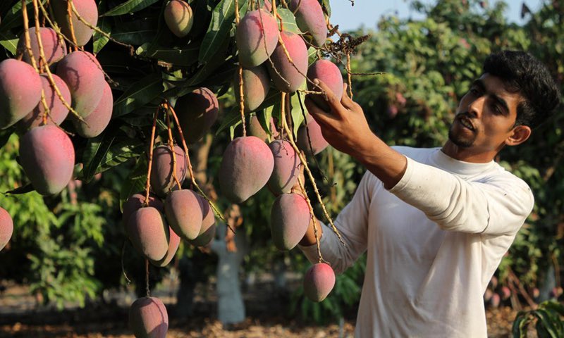 vampl0vrrr's tweet photo. gaza's mangos. https://t.co/27jcNChLrH