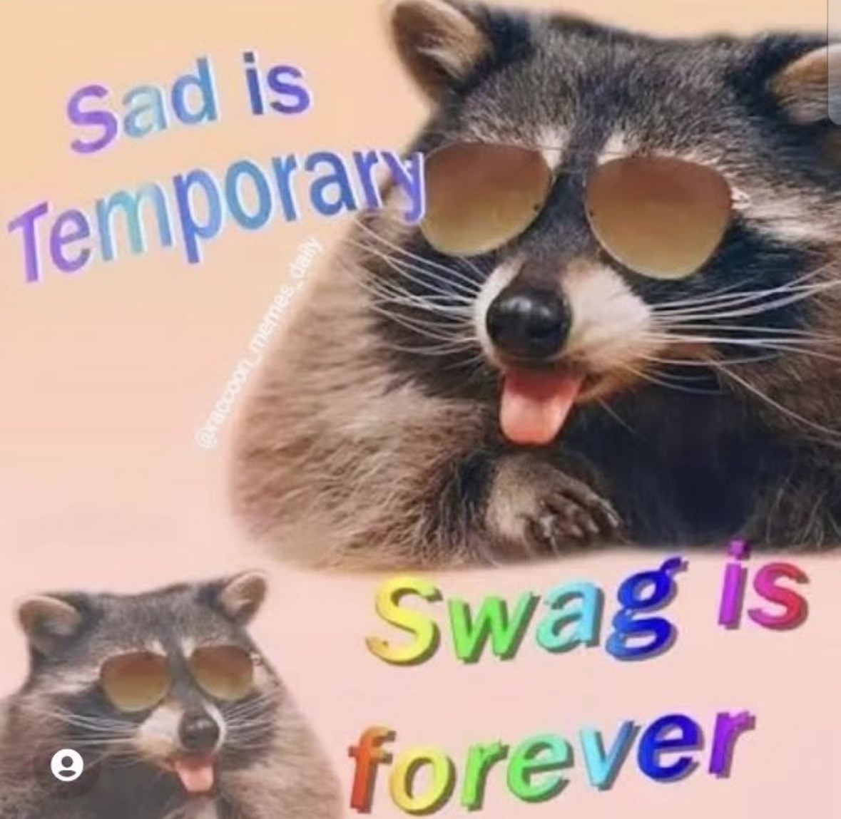 raccoonesthetic's tweet image. 