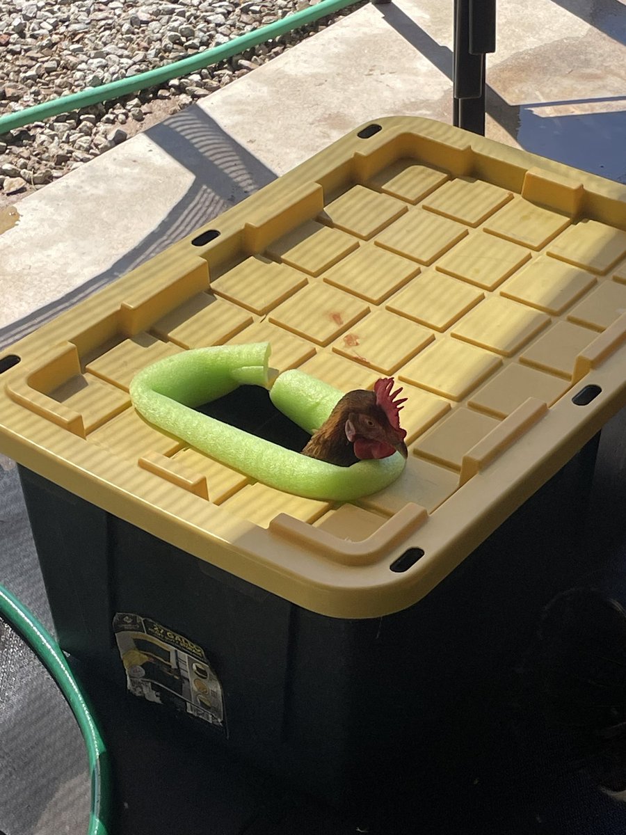 CoachMalott's tweet photo. Even the chickens ice-tub. 🧊 #Recovery #LongHotSummer #FastHardFinish https://t.co/cyuQqNuf56