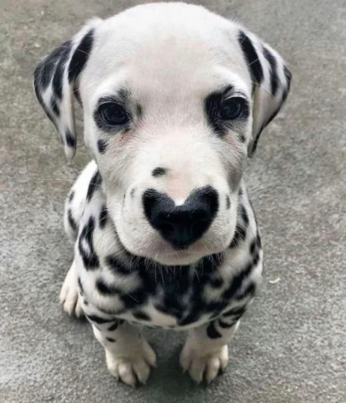 spotsolanacto's tweet photo. Be honest, am I cute?🥺

$SPOT https://t.co/ljPbzYpGUf