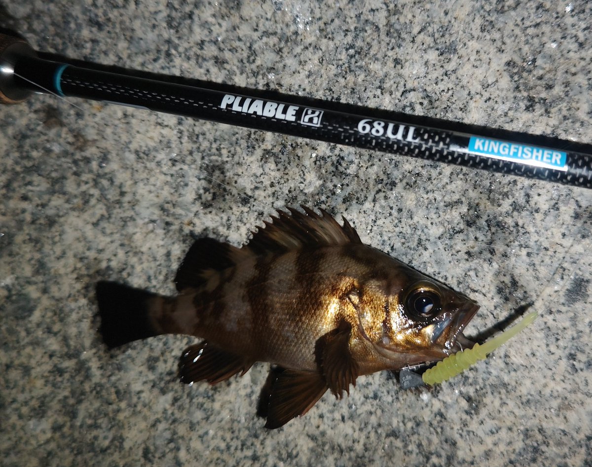 ozaki_garyu's tweet photo. 令和6年6月27日 相馬陸っぱり
ジグ:クレイジグ波動カスタムモデル
ワーム:ワウムシャッド40、リーブイ
ロッド:PLIABLE68UL
小メバル5
#PR #OceanRuler #クレイジグ波動カスタムモデル #リグデザイン #リーブイ #waum #ワウムシャッド40 #FIDELITY #PLIABLE68ul #プライアブル68UL #メバル https://t.co/FGELO4aAhx