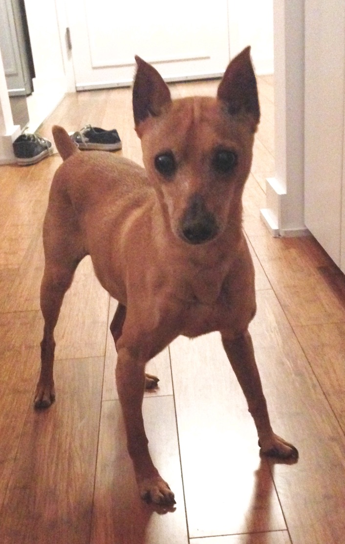 SteveConteNYC's tweet photo. I miss my dog SO much... π
#ZiggyConte https://t.co/Zrv2Xetq3o