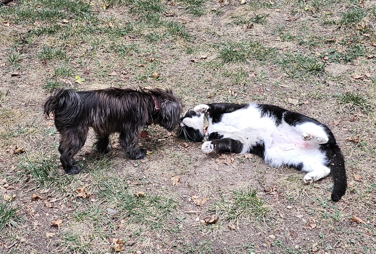 She's ok but I'm always prepared for smacking these little dogs.