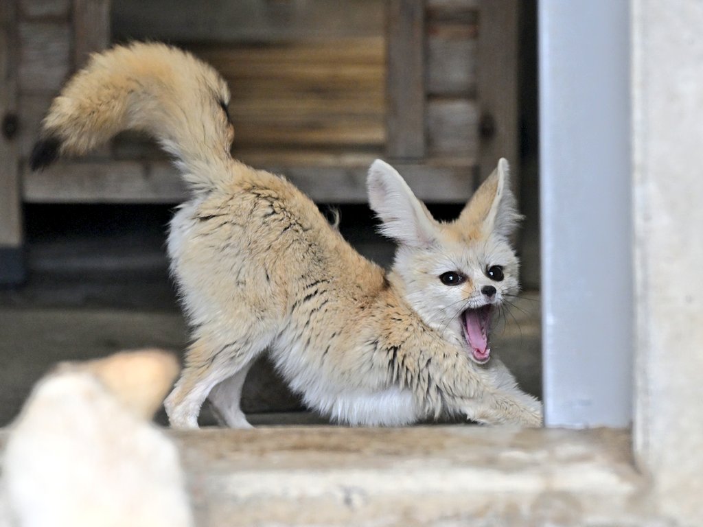 フェネックのコン太郎🦊

#市川市動植物園