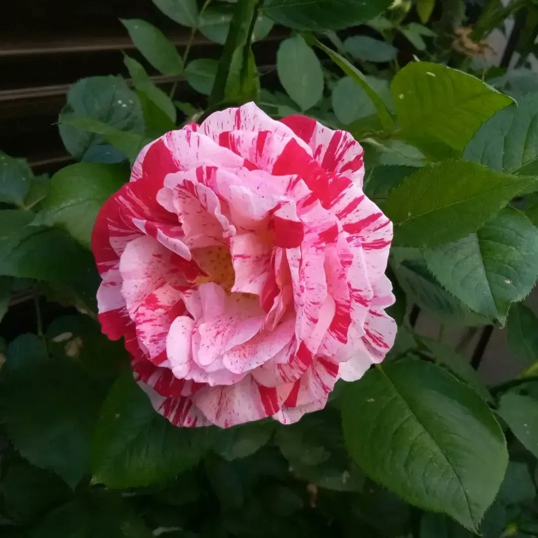 たくさん咲いています12 今年の2月に迎えたデスデモナ。

初めて聞きました とてもかわいいです

3 アドミラルロドニー

4センチ

5 ピアデュロンサル