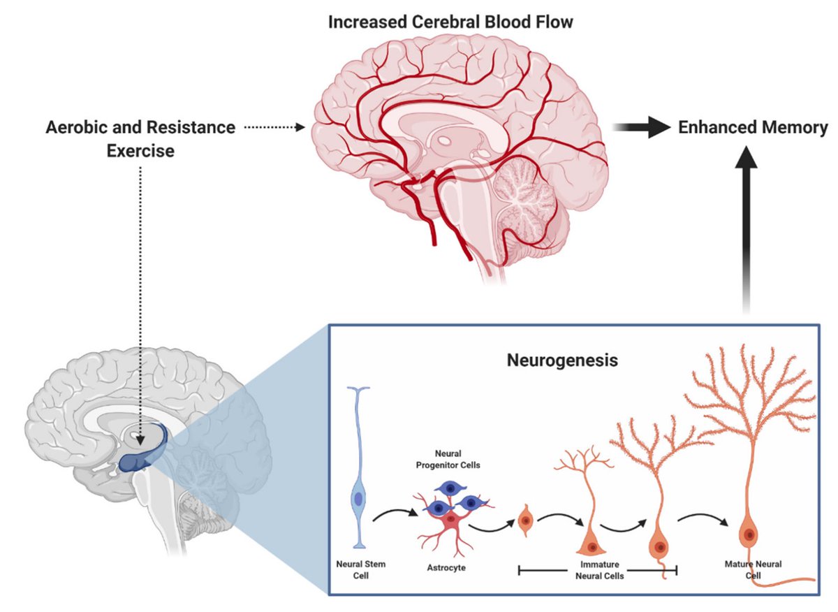 Exercise promotes beneficial changes in the brain, potentially improving neurogenesis and memory

Here are 3 evidence-based protocols to utilize exercise to improve episodic memory🧵