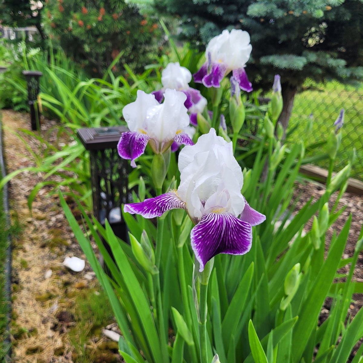 HostaLaneAcu's tweet photo. Thank you @Pudge_19 
They are beautiful as always. https://t.co/IsZZKv19ma