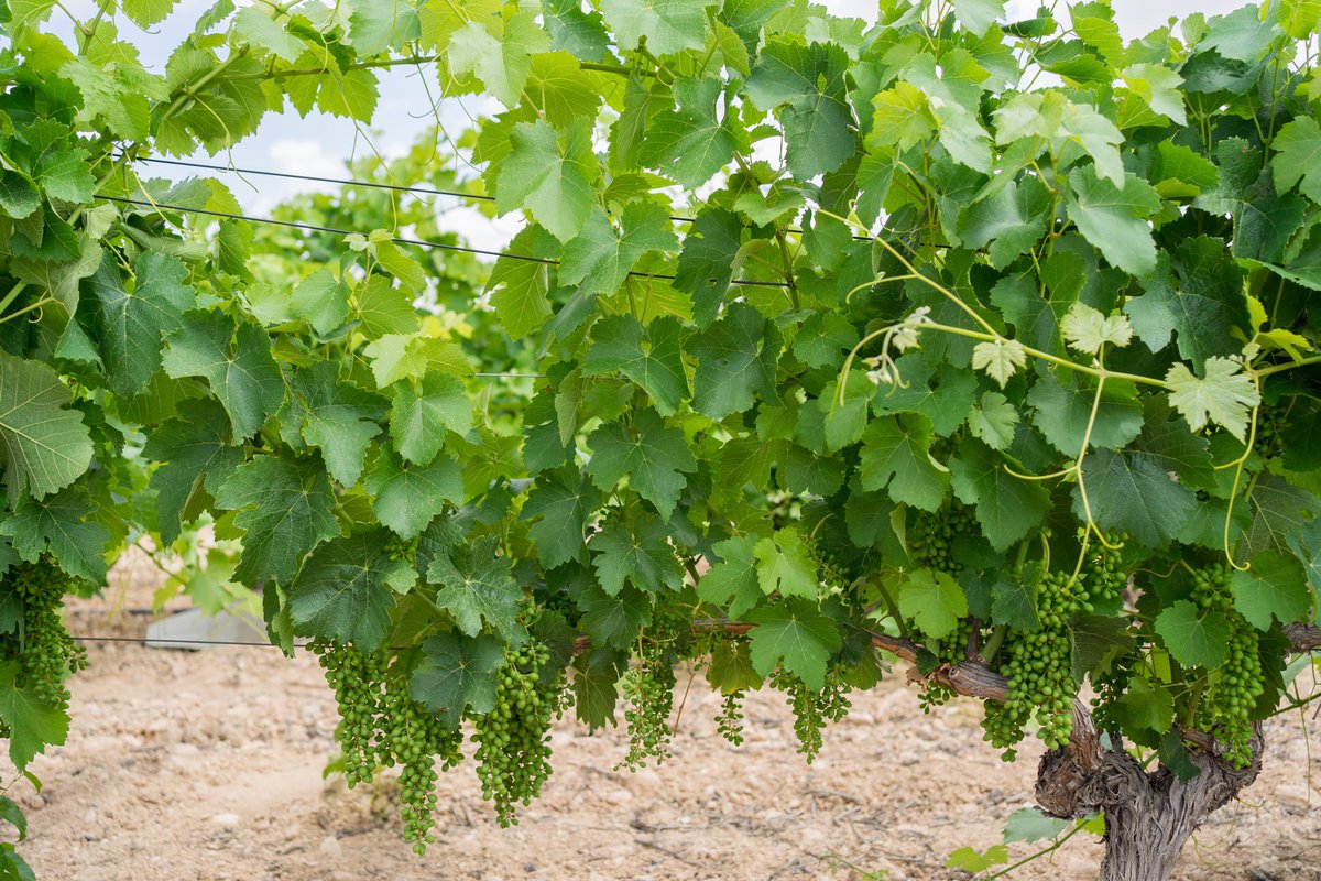 Así es como estaba nuestra parcela de uva Syrah a mediados de este mes de Junio, realmente espectacular!! Este viñedo que tiene más de 25 años de edad y se encuentra a más de 550m de altitud nos augura una producción este año de altísima calidad.