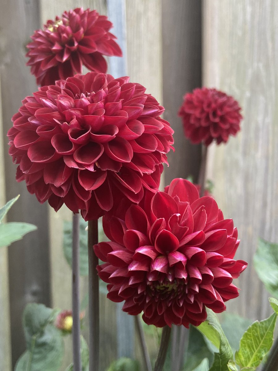 Dahlia “Wisconsin Red”