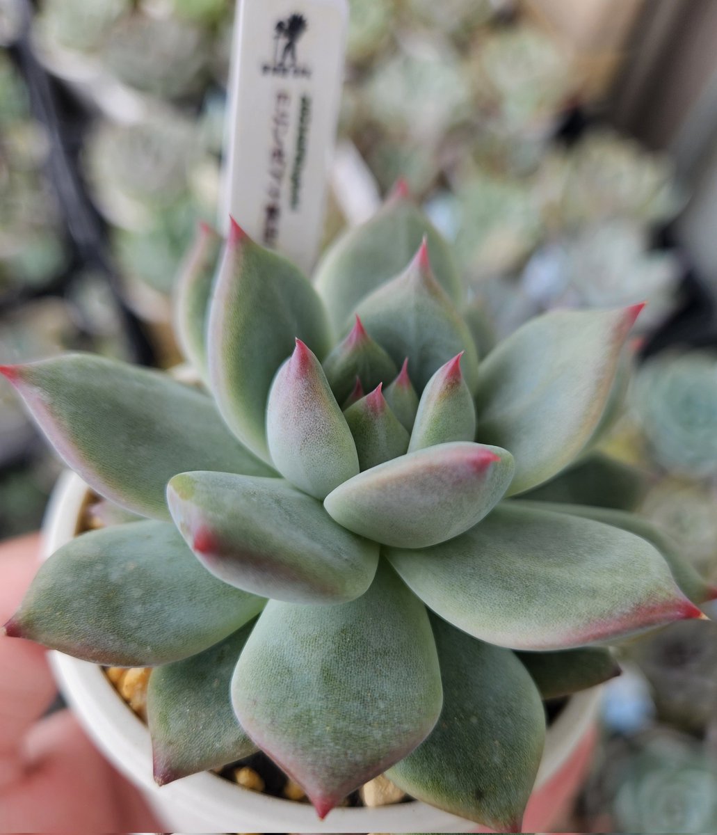 昨日なぜか寒かったから、少し染まってるわ
#多肉植物