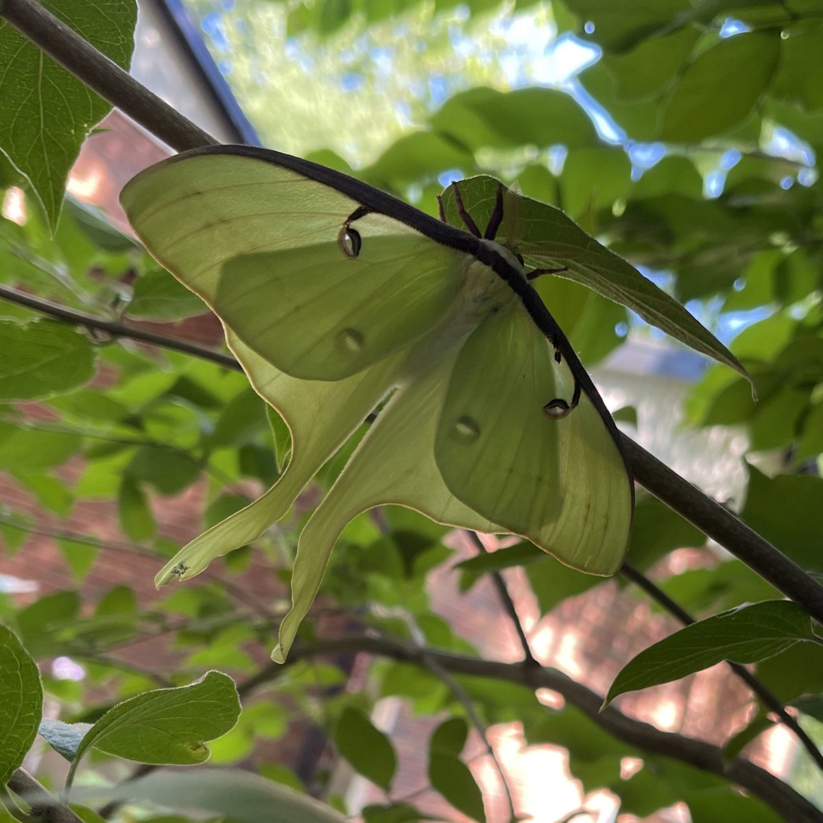I found a friend in the yard today! 💚
