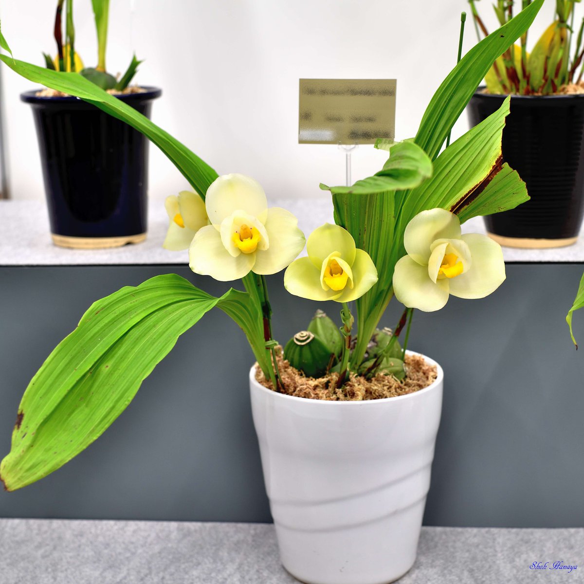 Shoh_Hanaya's tweet photo. Lyc. Princess Takamado's Pride
 'Haru Ichika'

1/2
Lycaste(Lyc.)
#世界らん展2024 #世界らん展 
#Orchids #flowers #orchidshare https://t.co/2bpAfB61w7