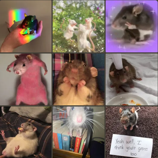 The_local_Ratt's tweet photo. A rat aesthetic my friend made <3 https://t.co/GwvhbpMlTN